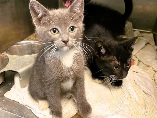 A baby small-sized female Domestic Short Hair cat named Cindera for adoption in Tustin, CA