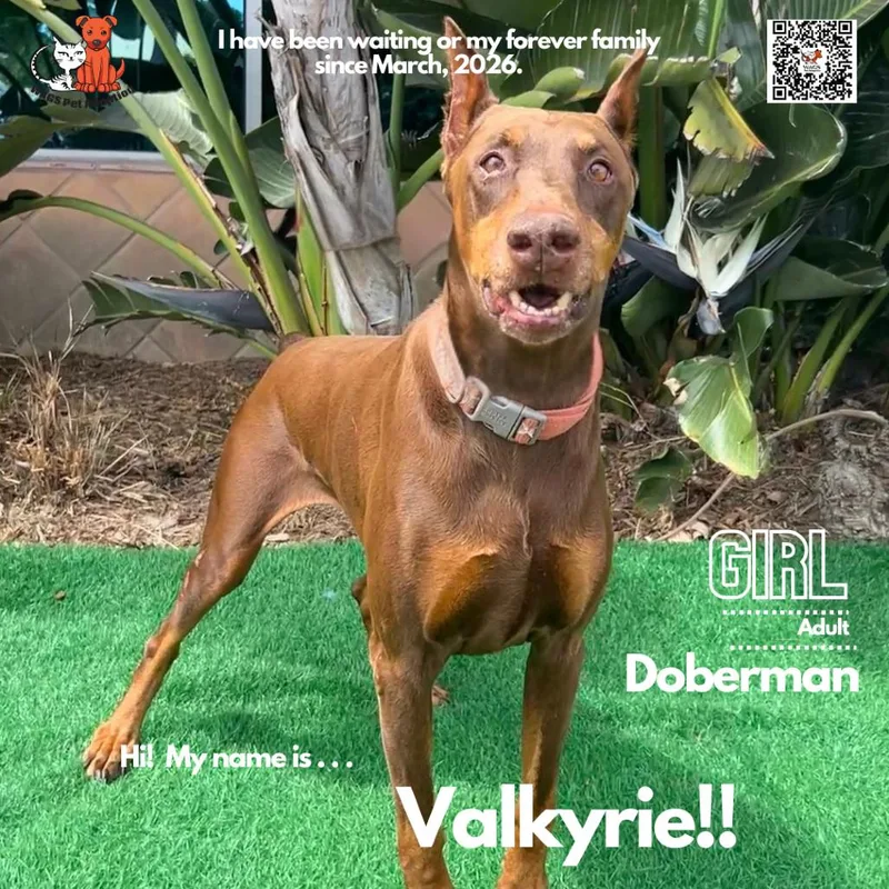 A senior large-sized female Red / Chestnut / Orange Doberman Pinscher dog named Valkyrie for adoption in Westminster, CA