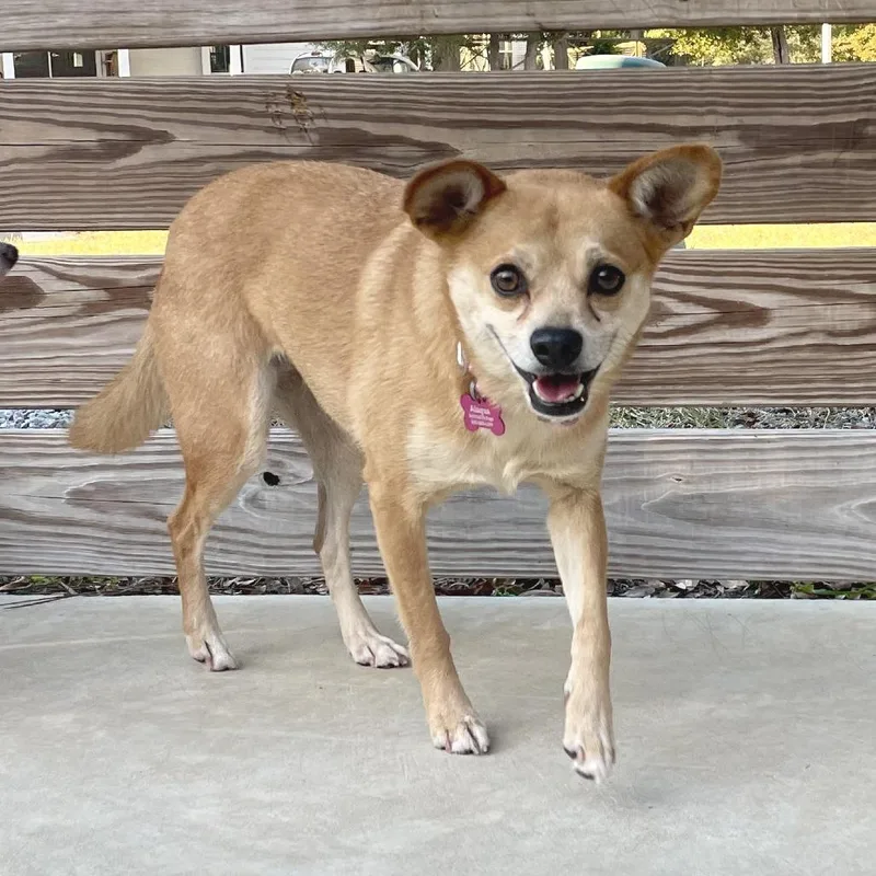 Poinsettia thumbnail 2