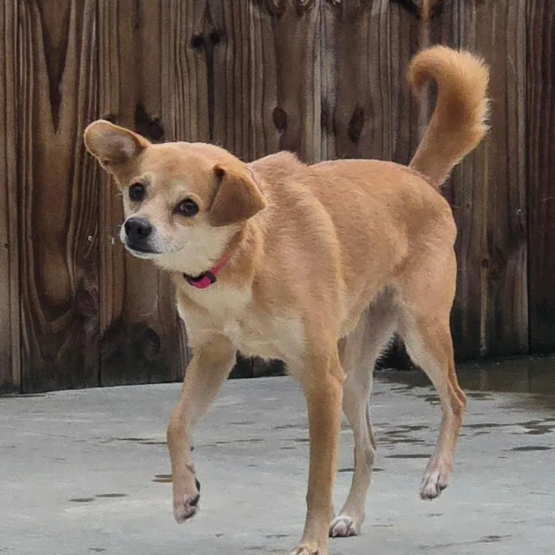 Poinsettia thumbnail 3