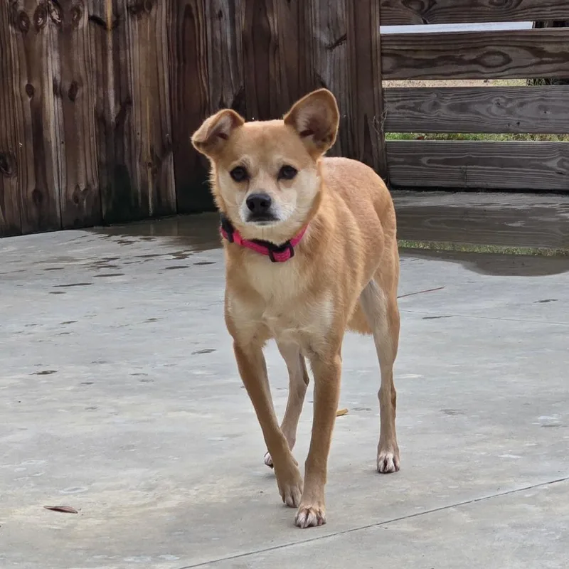 Poinsettia thumbnail 4