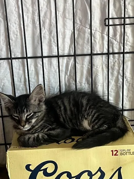 A baby medium-sized female Tabby cat named Nori for adoption in Nacogdoches, TX