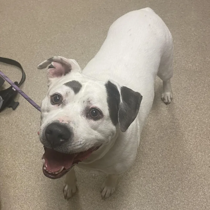 An adult large-sized male White / Cream Staffordshire Bull Terrier dog named Baloo for adoption in Bristol, IN