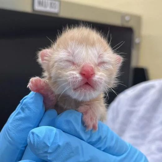 A baby small-sized female Orange / Red Domestic Short Hair cat named Macaroon for adoption in West Palm Beach, FL