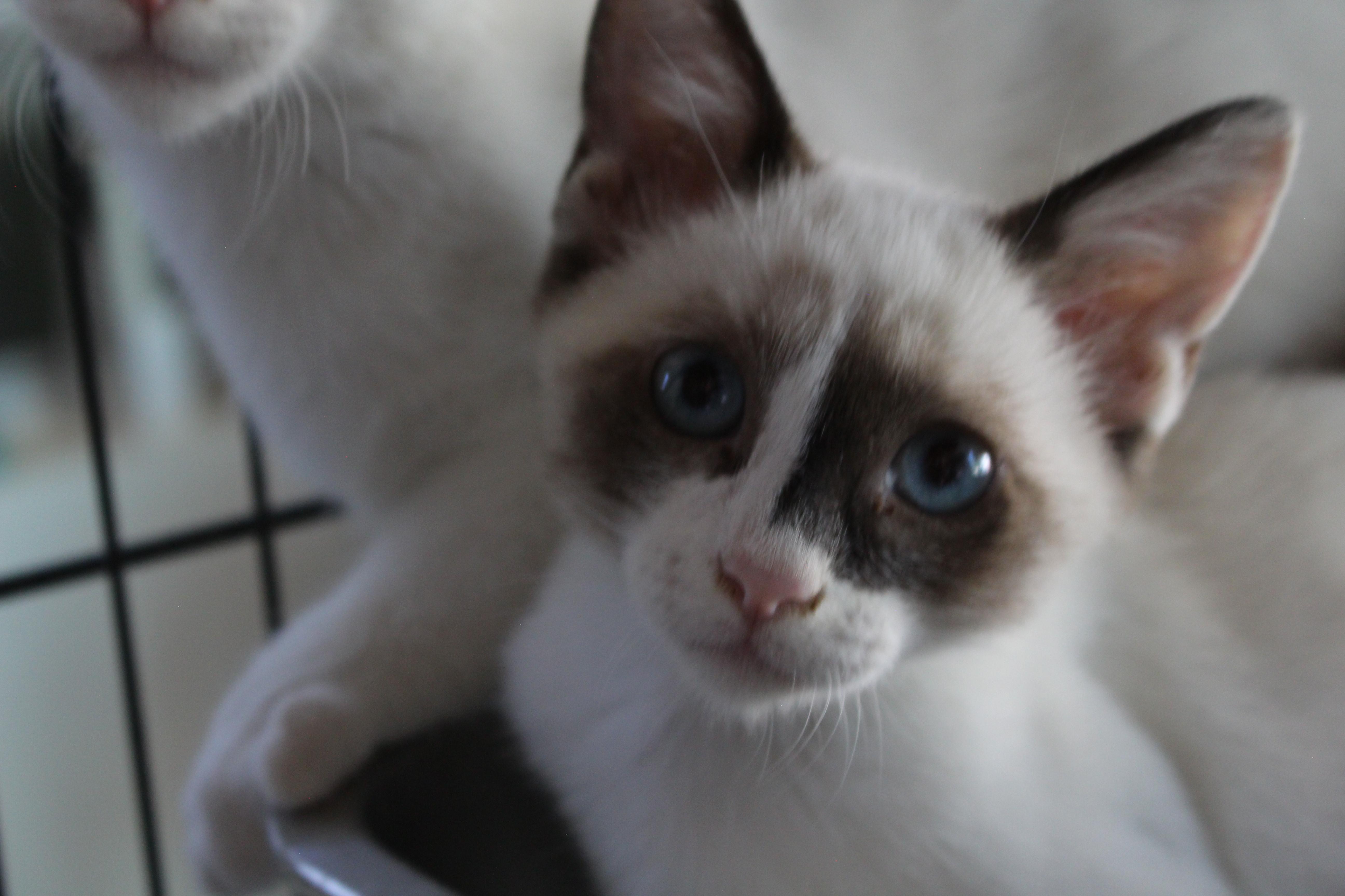 A baby large-sized female Cream / Ivory Domestic Short Hair cat named 0429-2602 for adoption in Turlock, CA