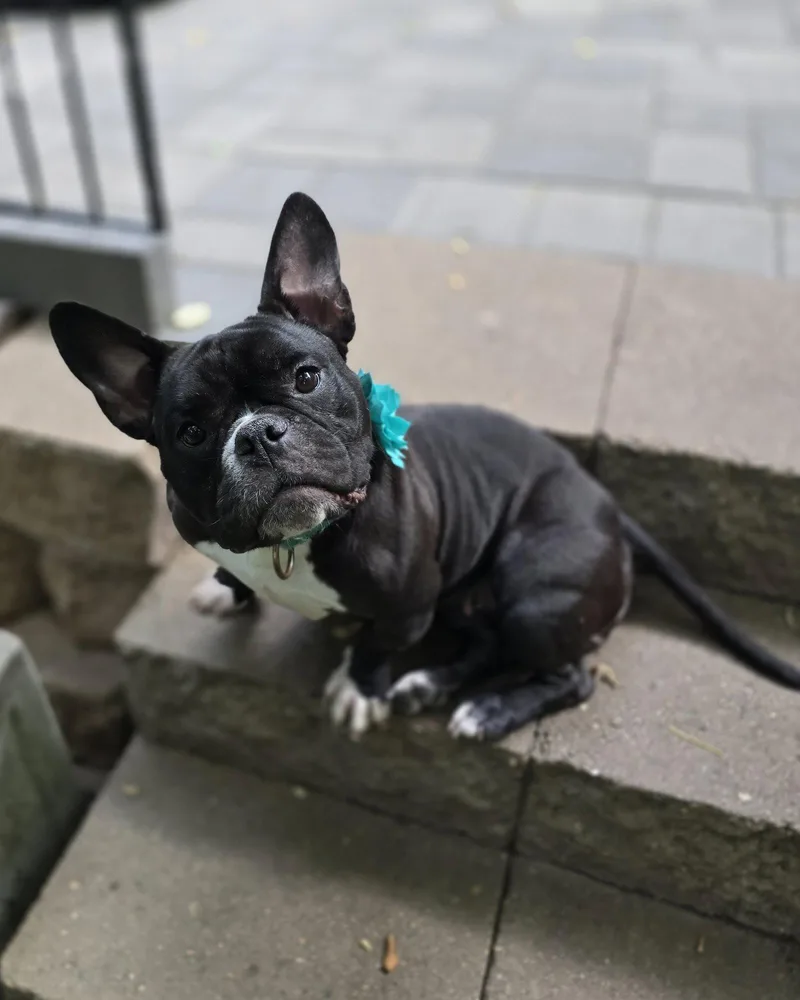 An adult medium-sized female French Bulldog dog named Caliente for adoption in Brooklyn Center, MN