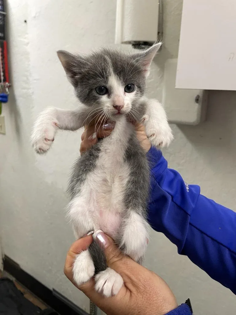A baby small-sized male Domestic Short Hair cat named Plum for adoption in Chico, CA