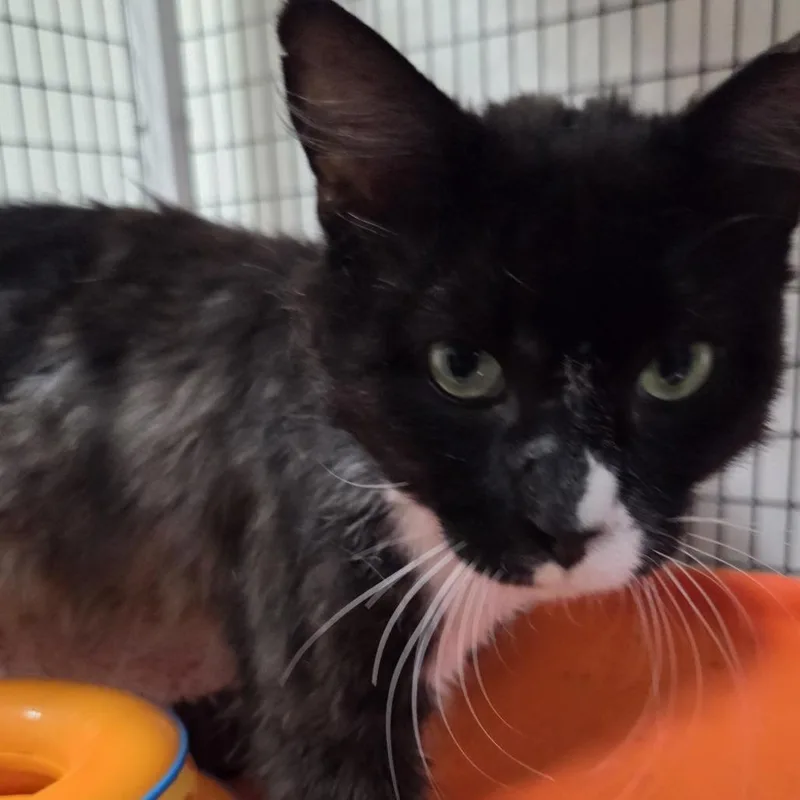 An adult large-sized male Domestic Medium Hair cat named Tommy Boy for adoption in Allyn, WA