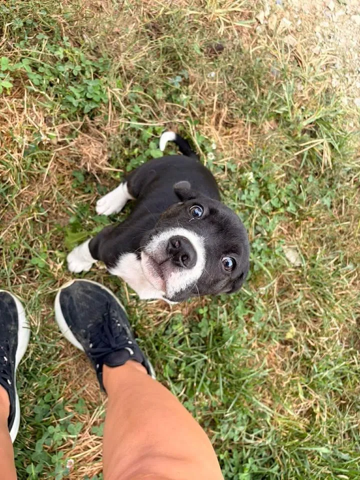 Pupperoni