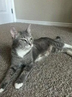 An adult small-sized female Gray & White Domestic Short Hair cat named Cookie for adoption in Phoenix, AZ