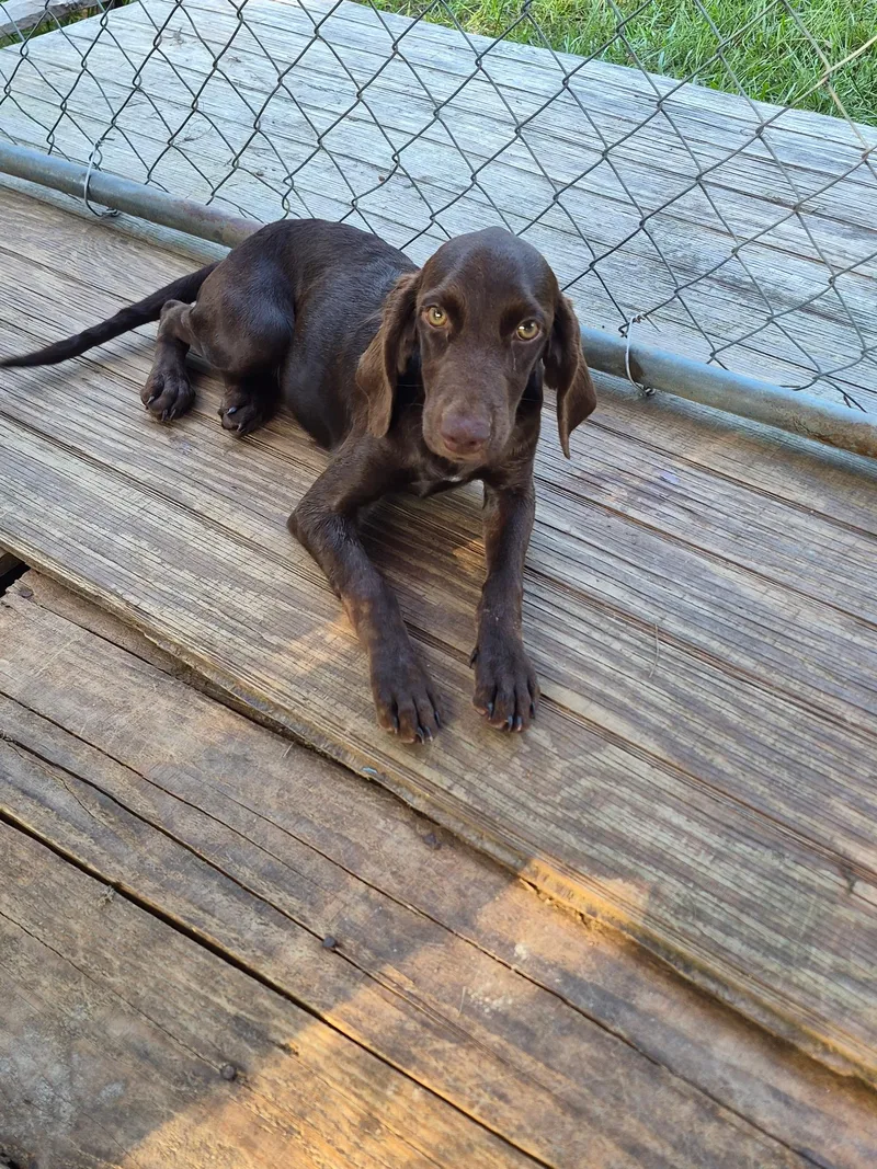 A young medium-sized female Brown / Chocolate Pointer dog named Dolly for adoption in Semmes, AL