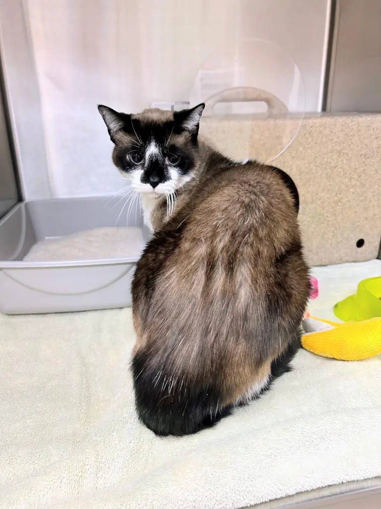 An adult medium-sized male Snowshoe cat named Rigby for adoption in Bryant, AR