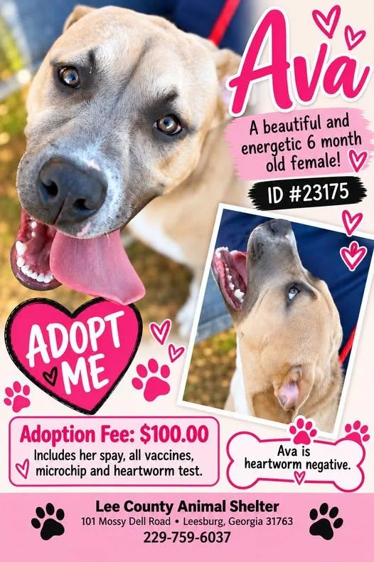 A young medium-sized female Apricot / Beige Pit Bull Terrier dog named Ava for adoption in Leesburg, GA