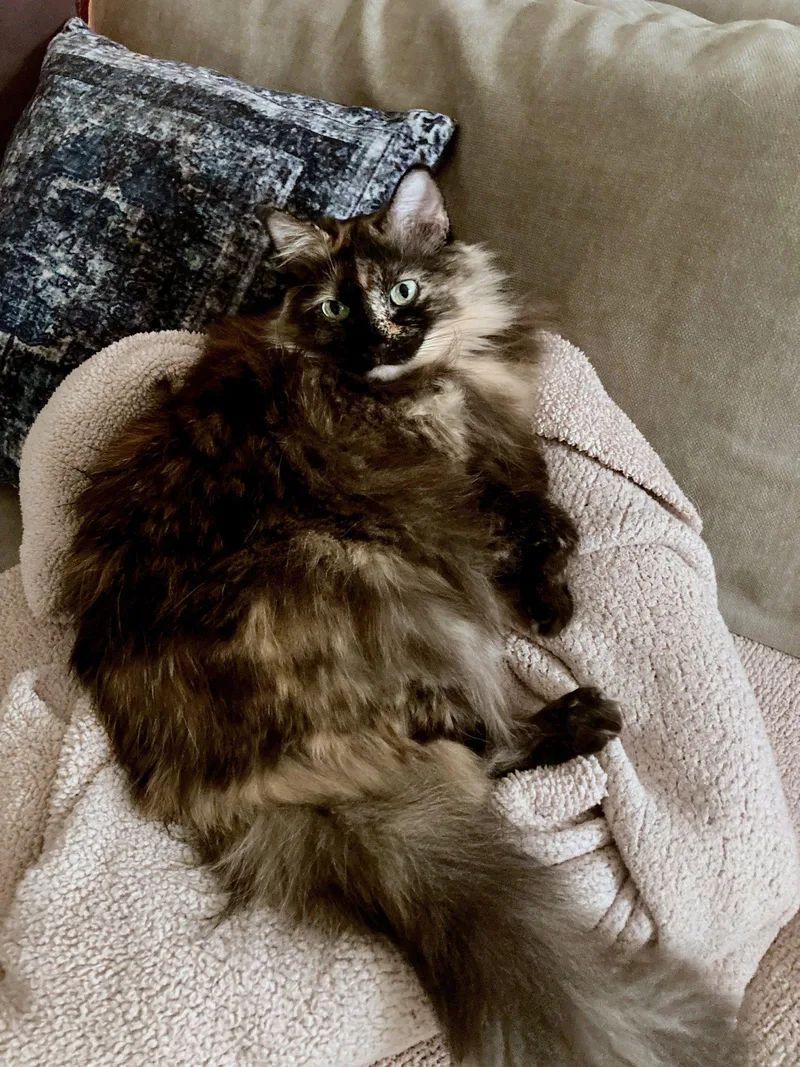 Queenie   Offered thumbnail 2