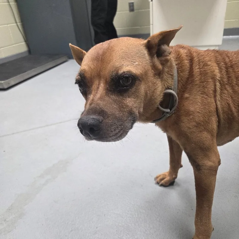 A senior medium-sized female Brown / Chocolate Mixed Breed dog named Jazzy for adoption in Columbus, GA