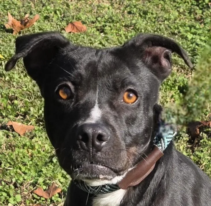 A young medium-sized female Black Terrier dog named January for adoption in Milledgeville, GA