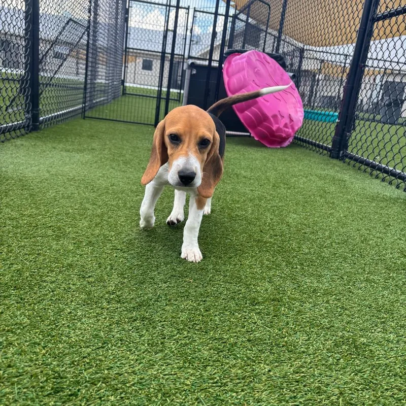 A baby small-sized male Yellow / Tan / Blond / Fawn Beagle dog named RYH  aka Perry for adoption in LOXAHATCHEE, FL