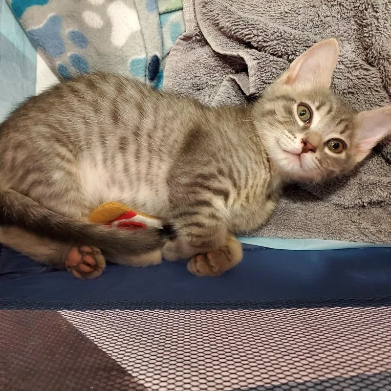 A baby small-sized male Gray / Blue / Silver Domestic Short Hair cat named Emerald for adoption in Tacoma, WA