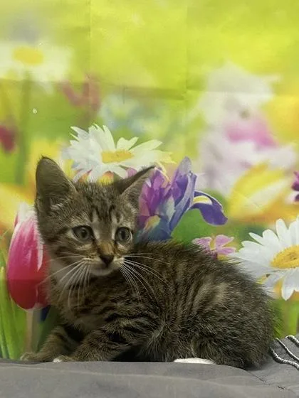A young small-sized male Domestic Short Hair cat named Dexter for adoption in San Antonio, TX
