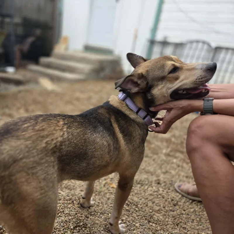 A young medium-sized female Yellow / Tan / Blond / Fawn Mixed Breed dog named Cassie for adoption in Loveland, CO