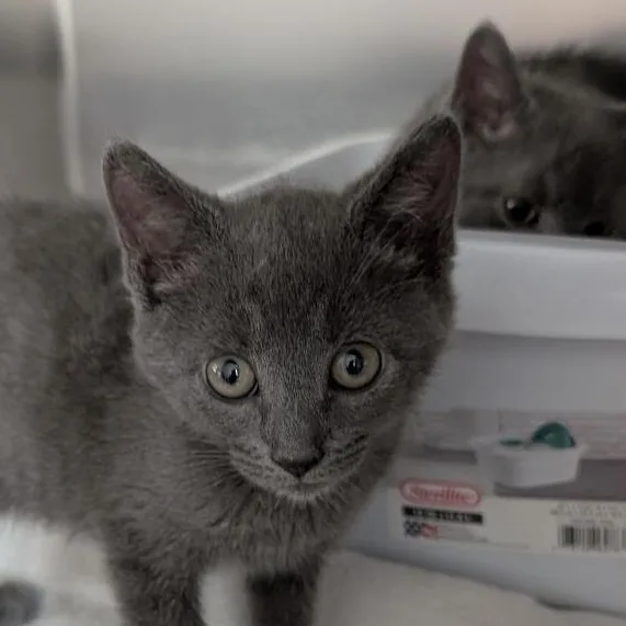 A baby medium-sized female Gray / Blue / Silver Domestic Short Hair cat named Ethel for adoption in Reisterstown, MD