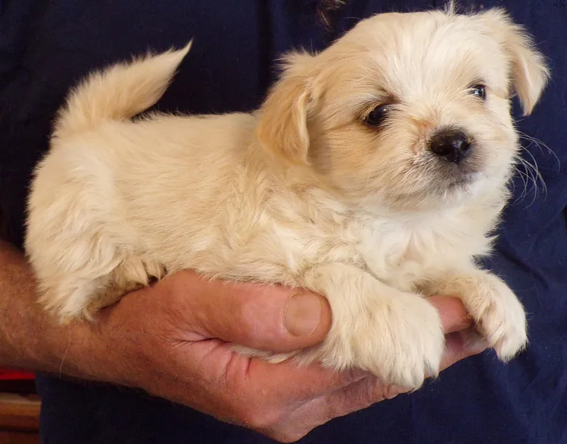 A baby small-sized female Yellow / Tan / Blond / Fawn Shih Tzu dog named Molly for adoption in Corona, CA