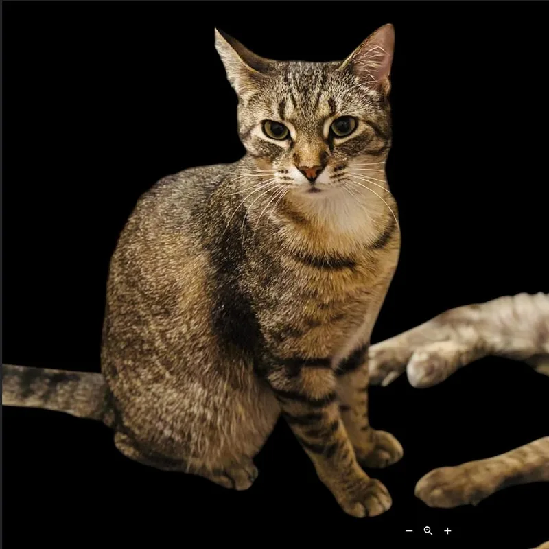 An adult medium-sized male Brown / Chocolate Domestic Short Hair cat named Snickers for adoption in League City, TX