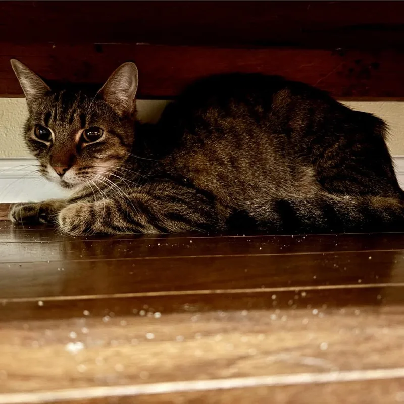 Snickers thumbnail 2