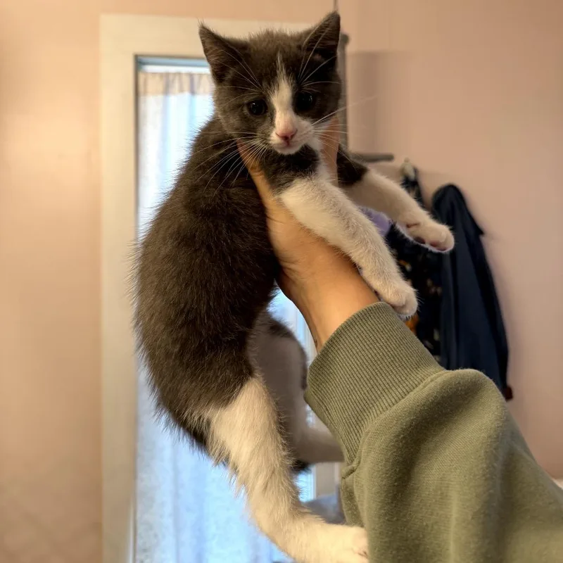 A baby small-sized male Gray / Blue / Silver Domestic Short Hair cat named Fat Boy for adoption in Granville, OH