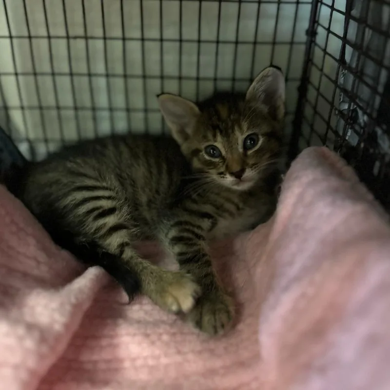 A baby small-sized female Brown / Chocolate Domestic Short Hair cat named Pinsol for adoption in San Antonio, TX