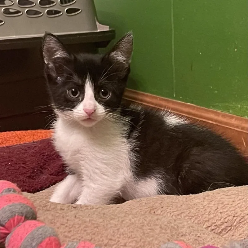 A baby small-sized female Black Domestic Short Hair cat named Sally for adoption in Springfield, IL