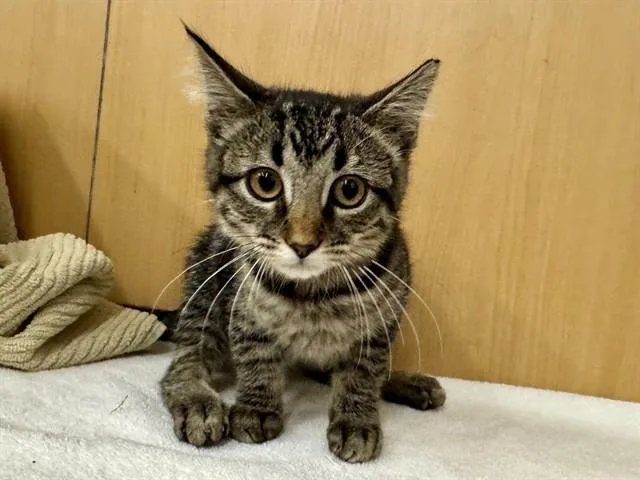 A baby medium-sized female Domestic Medium Hair cat named Hip for adoption in Saint Louis, MO