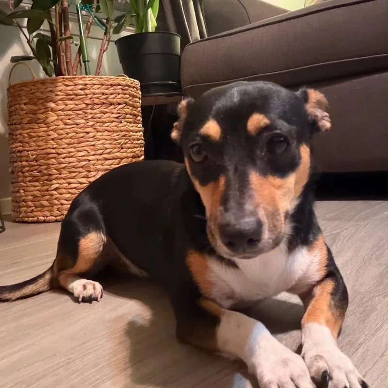 An adult small-sized female Black Chihuahua dog named Ember for adoption in Allen, TX