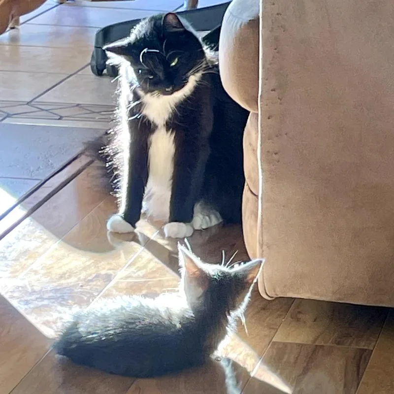 A baby small-sized male Gray / Blue / Silver Domestic Short Hair cat named Peanut for adoption in Pleasanton, CA