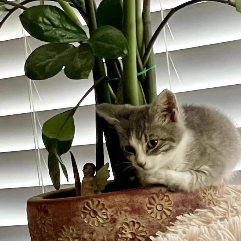 Peanut thumbnail 4