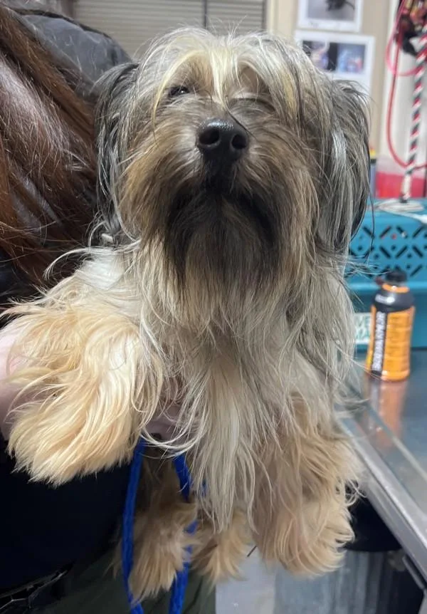 An adult small-sized male Terrier dog named a Cider for adoption in Dallas, GA