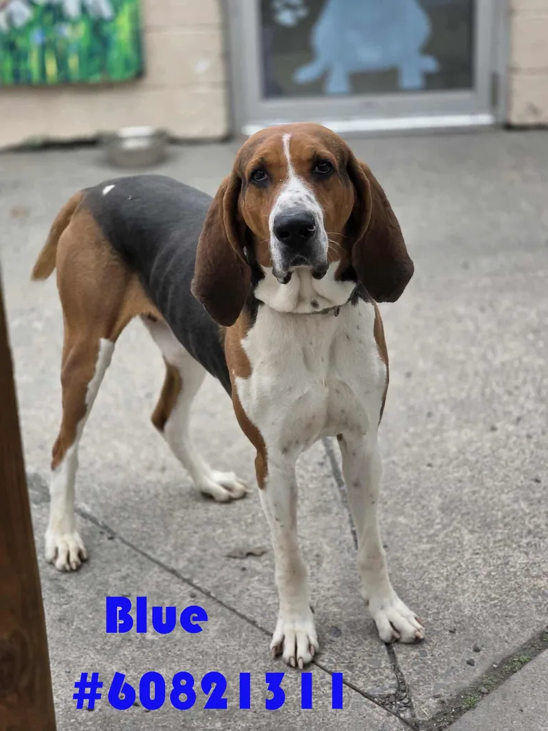 An adult large-sized male Tricolor (Brown, Black, & White) Black and Tan Coonhound dog named Blue for adoption in Wilkes Barre, PA