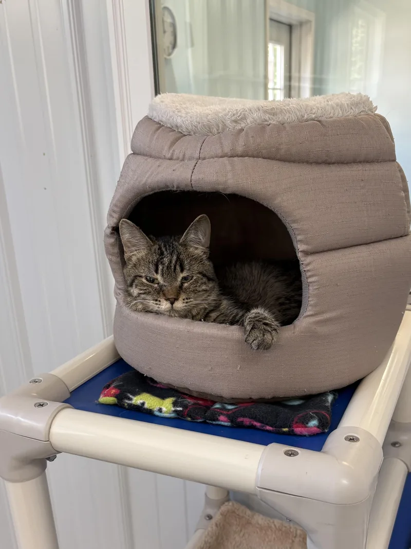 A young medium-sized female American Shorthair cat named Stacy for adoption in Big Rapids, MI