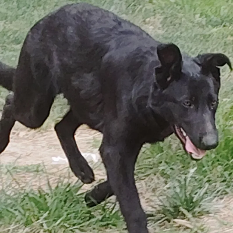 A baby large-sized male Black German Shepherd Dog dog named Cerberus  A Great for adoption in Wilmington, DE