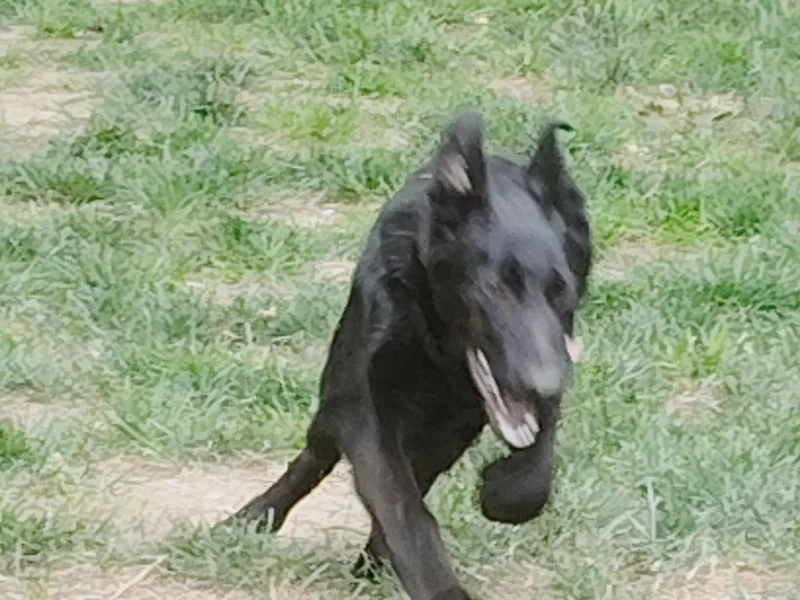 Cerberus  A Great thumbnail 5