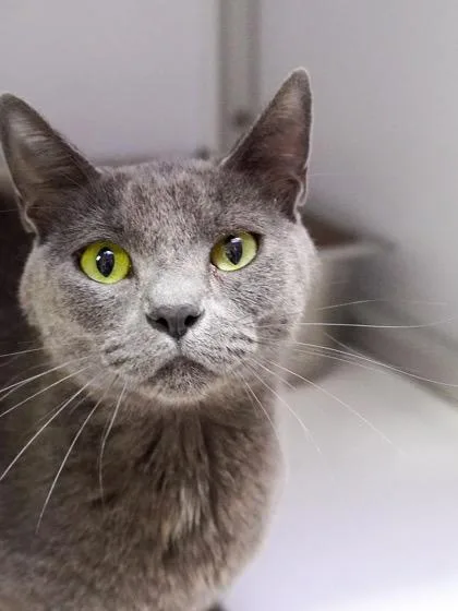 An adult medium-sized female Domestic Short Hair cat named Lorelai for adoption in Fort Collins, CO