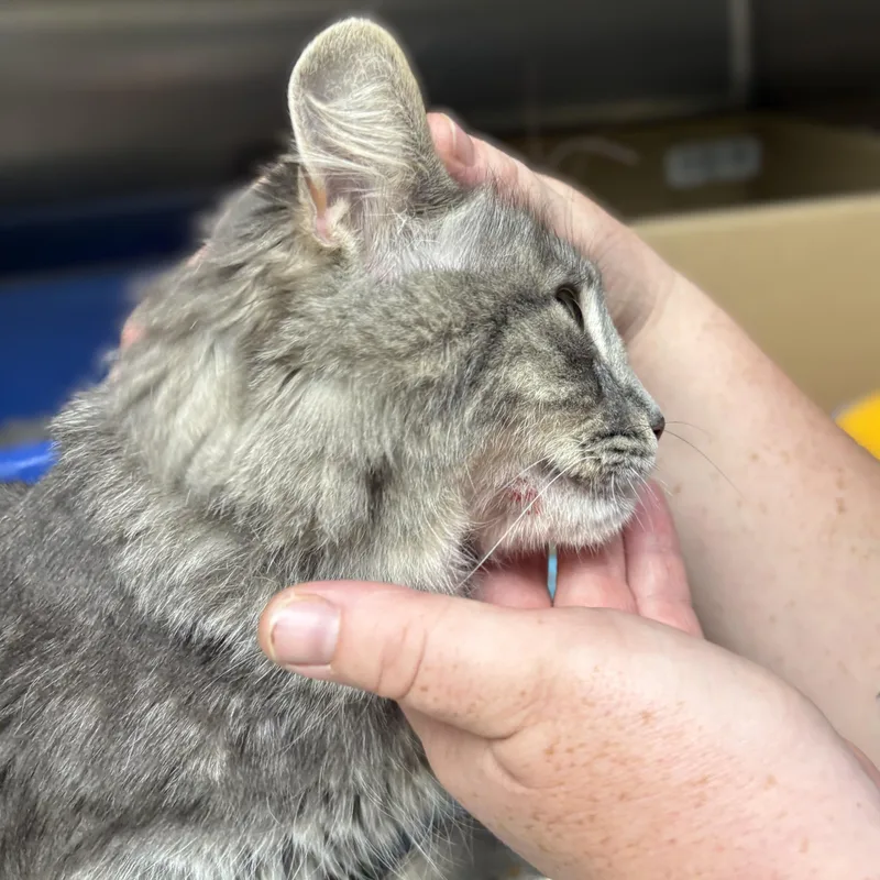 A young medium-sized female Domestic Medium Hair cat named Crysta for adoption in Columbia, MD