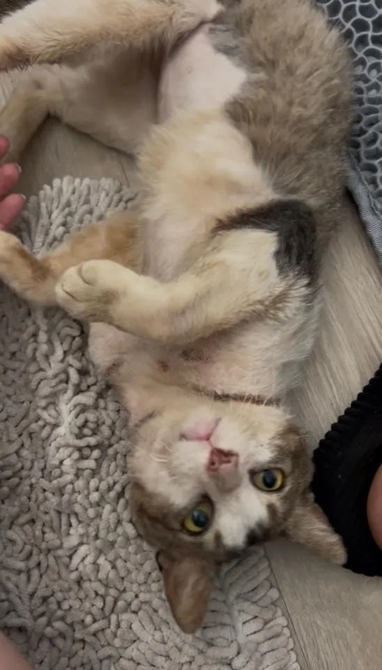 An adult medium-sized male White Domestic Short Hair cat named Shane for adoption in Beverly Hills, CA