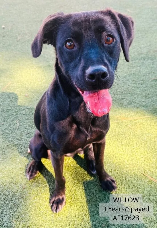An adult medium-sized female Labrador Retriever dog named Willow for adoption in Supply, NC