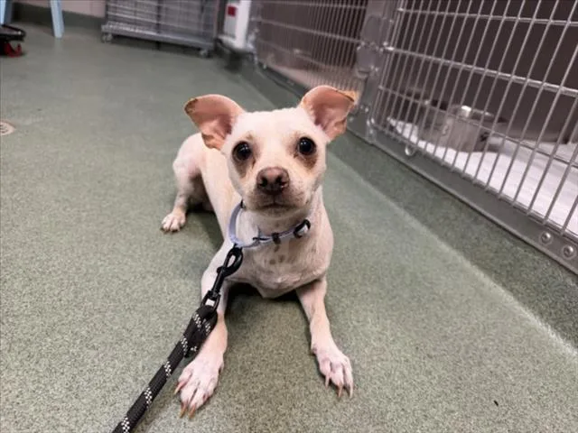 A young small-sized male Mixed Breed dog named Bruiser Woods for adoption in Santa Fe, NM