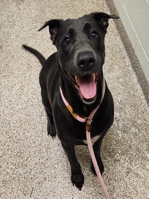 An adult large-sized female Labrador Retriever dog named Indie for adoption in Pueblo, CO