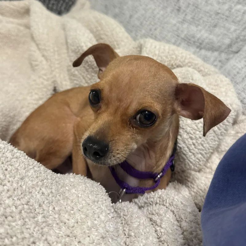 An adult small-sized male Brown / Chocolate Chihuahua dog named Crawfish for adoption in Brooklyn, NY