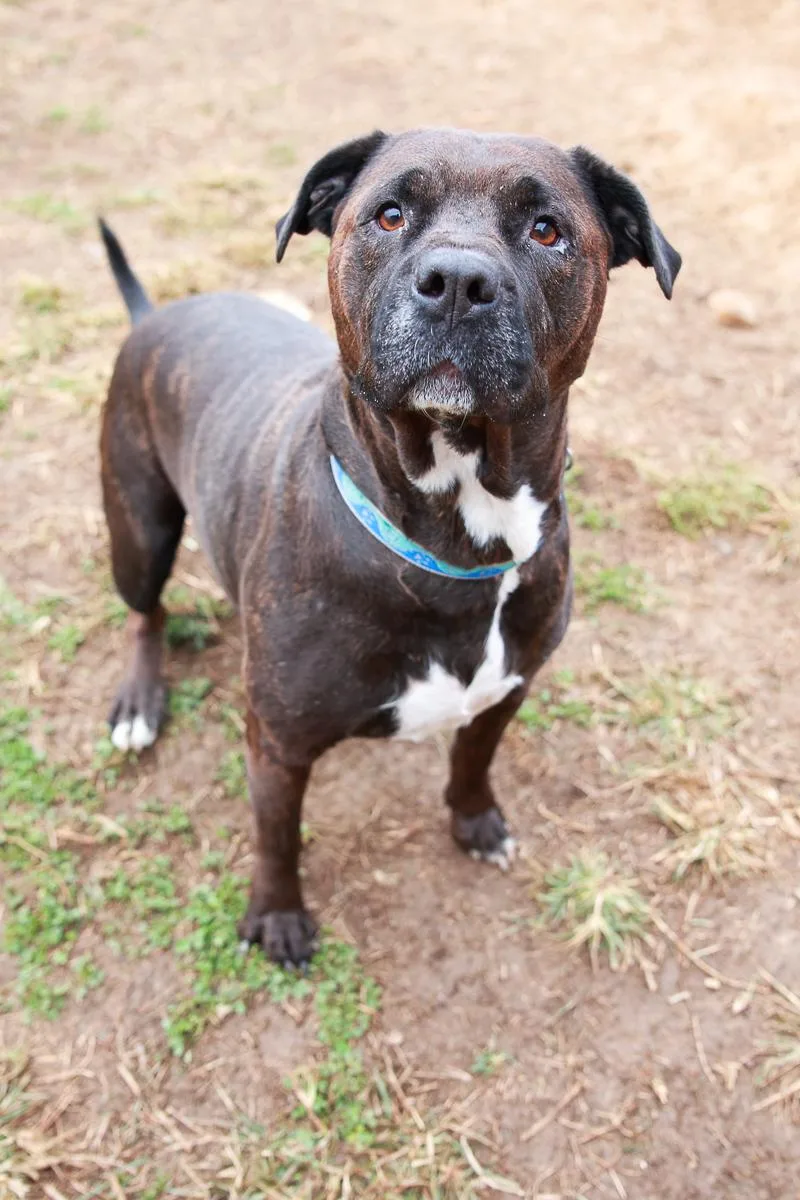 An adult medium-sized female American Staffordshire Terrier dog named Sienna for adoption in Loogootee, IN