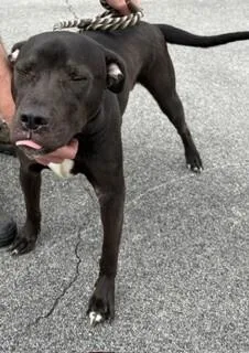 A young medium-sized male Black Pit Bull Terrier dog named Jughead for adoption in Maryville, TN