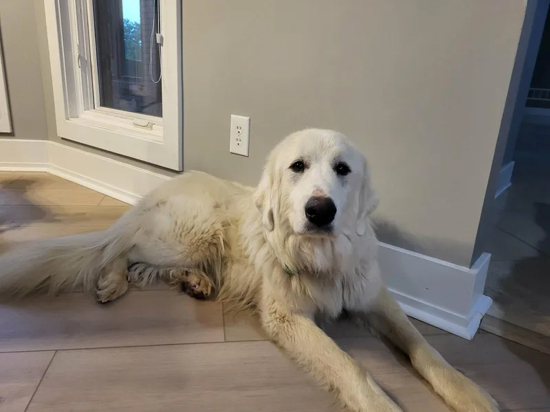 An adult extra large-sized female Great Pyrenees dog named Rosie for adoption in Croydon, NH